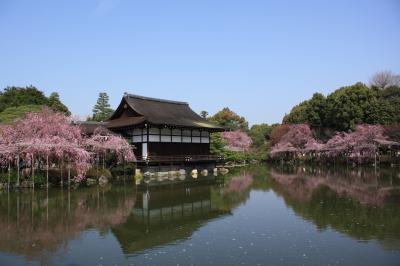 2011年春の京都～平安神宮でお花見したにゃん