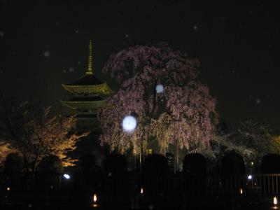 雨中の東寺の夜桜ライトアップ観桜。