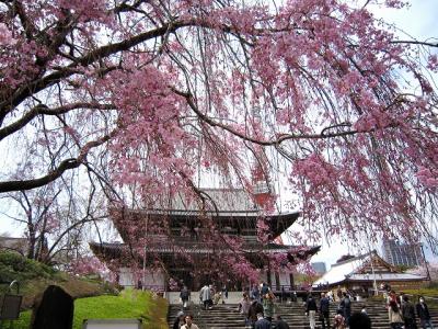 増上寺の桜と東京タワー