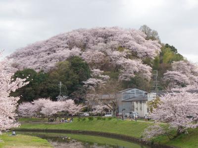 2011年桜だより◆三室山≪県立竜田公園≫で花見（奈良県斑鳩町）