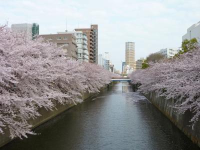 ２０１１年４月お花見ドライブ　東京・目黒川のさくら