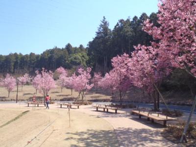 小田急線を楽しもう！学べるアスレチックと小田原城の桜