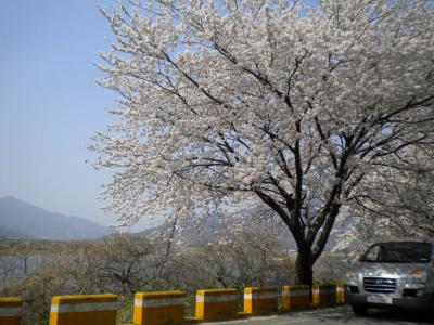 韓国・光州＆河東の桜＆グルメ?