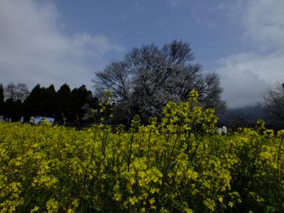 三、四分咲きの一心行の大桜　～恒例の弾丸旅行　阿蘇・黒川温泉の旅【１】～