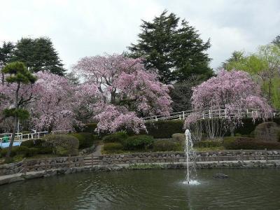 馬事公苑で桜探し