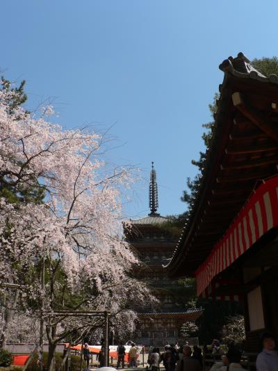 醍醐寺のさくら・・・・・・・いよいよ国宝≪五重塔≫