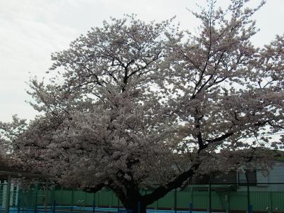 番外編　JR巣鴨から駒込に掛けては染井桜の発祥地と言われていますが!!