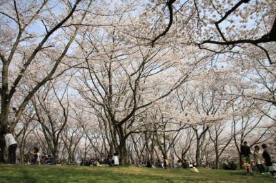 兵庫の桜～播磨中央公園