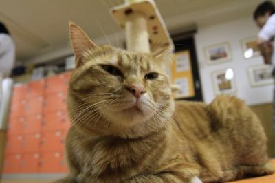 【猫カフェ巡り⑯】 猫と、くつろぎの時間を　「猫カフェねこ会議」