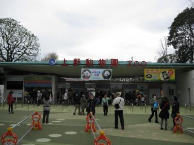 上野動物園にパンダを見に行きました＆上野公園の桜