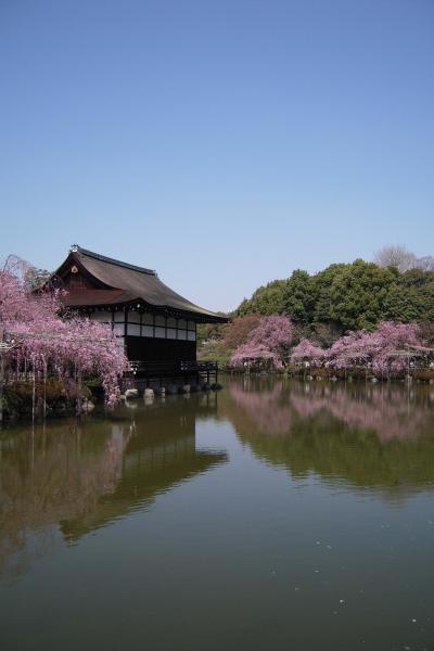 満開！平安神宮神苑の紅しだれ桜♪エンボカ京都で京野菜ピザを味わって♪♪