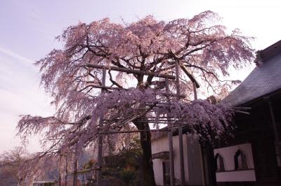 2011桜日記 第4弾 伊豆の国市 大仁 龍厳院