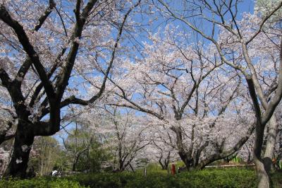2011春、東山動植物園の桜吹雪(1/3)：東山植物園、ソメイヨシノ、ヒカンザクラ他