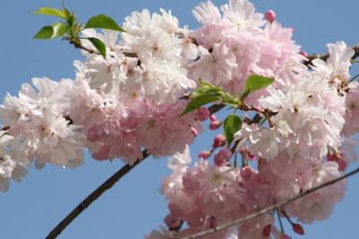 2011春、東山動植物園の桜吹雪(2/3)：東山植物園・ソメイヨシノ他