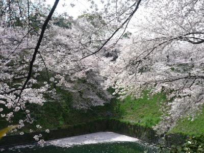 今年も千鳥ケ淵の桜は美しかったです（2011）