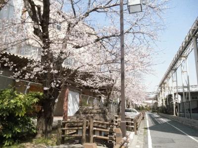 竜野の城下町を歩いて～桜などのお花編～