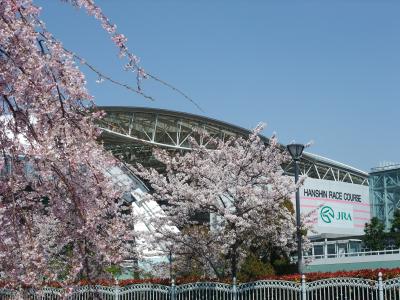 阪神競馬でお花見
