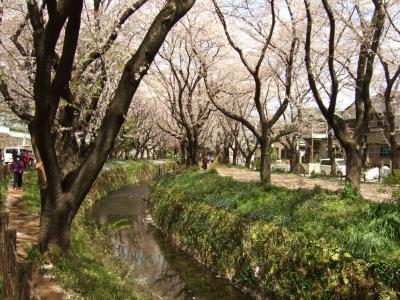 小田急線高座渋谷駅から桜ケ丘駅まで満開の千本桜を散策