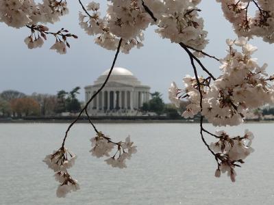 ☆雨でお花見イマイチ(&gt;_&lt;)「ワシントンDC桜祭り、ポトマック河畔の桜」☆