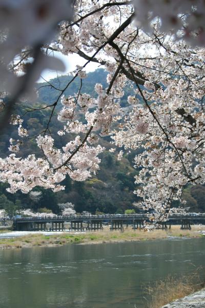 ③　関西さくら巡り紀行　【京都嵐山編】