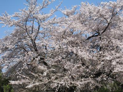 小石川植物園　満開の桜を楽しむ