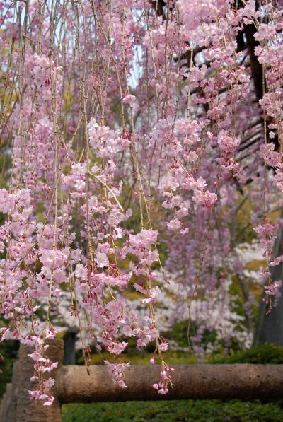 ８年ぶりに日本の桜撮り・その２～帰国翌日、速攻で「石清水八幡宮」へ～♪