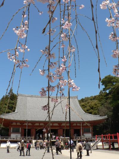 醍醐寺のさくら・・・・・・≪金堂≫と≪弁天堂≫桜の時期はやっぱりいいですね＾０＾