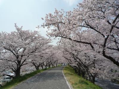 四日市 海蔵川の桜並木