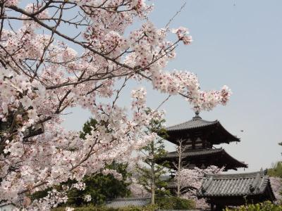 大和路の桜　２０１１年　斑鳩の里