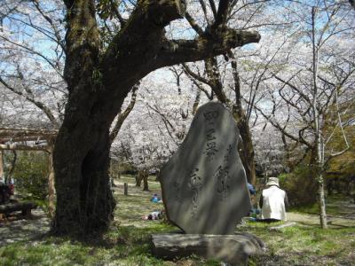 厚木、飯山公園の桜