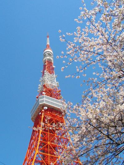 2011 桜の季節の東京タワー～♪