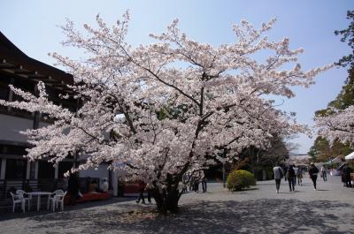 春爛漫の京都を駆け足で巡る ～天龍寺・龍安寺・仁和寺・二条城～