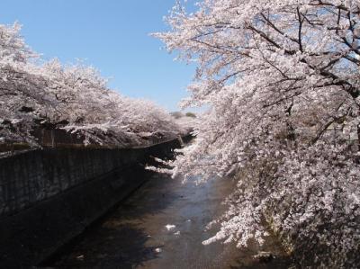 昼の部　恩田川花見散策　　　夜の部　　すし魚屋路（ととやみち）