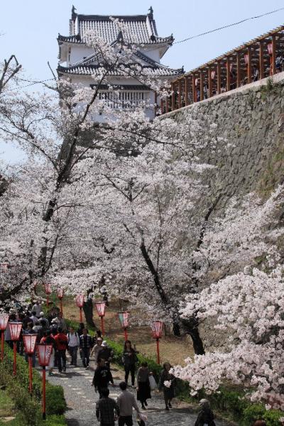 津山城跡鶴山（かくざん）公園と衆楽園の桜