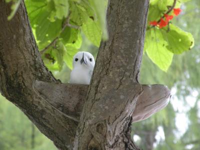 2010.04_Seychelles_Bird island