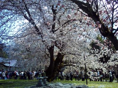 京都さくら紀行２０１１　(１日目前半）　醍醐寺、哲学の道、銀閣寺