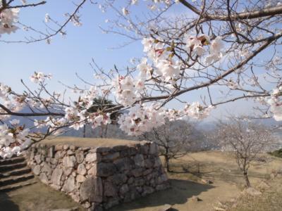 天空の城・竹田城跡と樽見の大桜