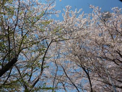 &#10047;散りゆく桜＆冬化粧の4月の富士山&#10047;