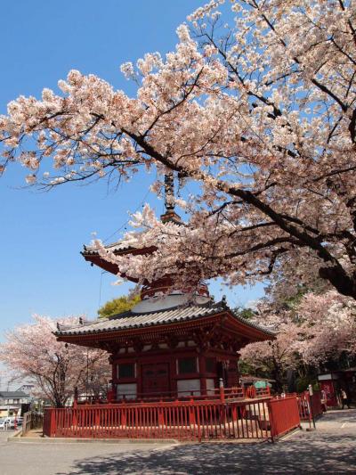 小江戸・川越　桜紀行