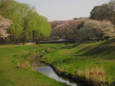 「野川」の桜。