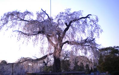 京都さくら見物 1日目