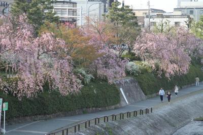京都の桜　2011
