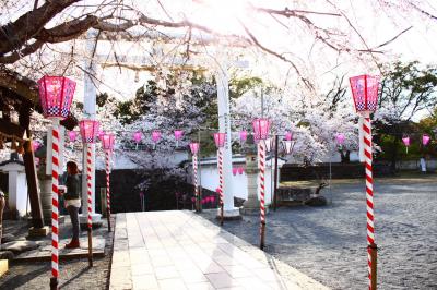 桜（森山～大村公園）