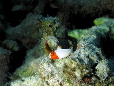 はじめてのポンポン島　⑤・・・エビ・カニ・幼魚編