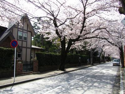 小田原　西海子小路の桜並木