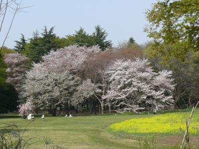 小金井公園には巨木がずらずら