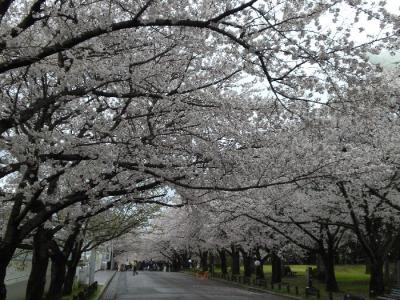 「万博記念公園散策」