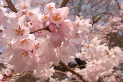 Spring has come!! 震災後のお花見・・・榴ヶ岡公園~松音寺(若林城山門、伊達宗綱墓石)