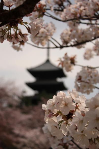 2011年春の京都～仁和寺の御室桜は三分咲きだったにゃん