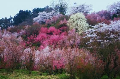 花見山2010年福島桜めぐり　（花見山～三春滝桜～福聚寺～合戦場の桜）